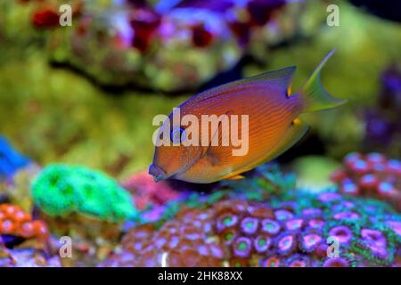 Tang-Fisch mit blauem Auge, Twospot Bristletooth - Ctenochaetus binotatus Stockfoto