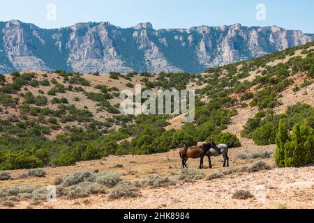 Pryor Wildpferde im Bighorn National Recreation Area, Wyoming Stockfoto