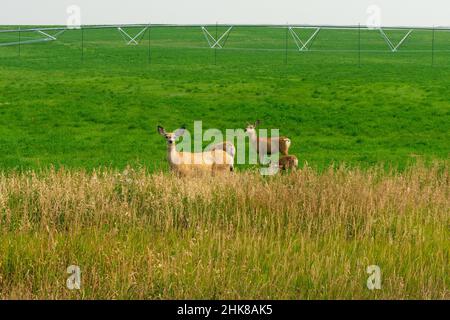 Maultier Hirsche auf einem Feld in Buffalo, Wyoming Stockfoto