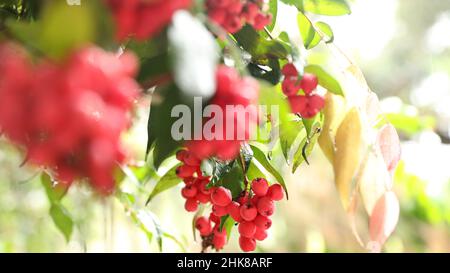 Nahaufnahme eines beleuchteten australischen Lilly Pilly-Baumes mit vielen frischen rosa Beeren oder reifen Früchten. Die Blätter sind nass Stockfoto