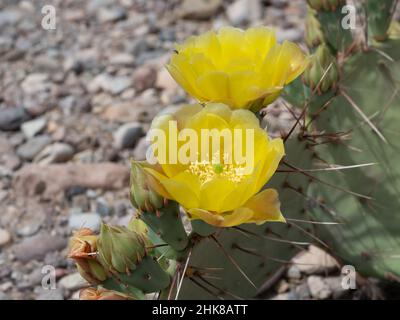 Blinder Kaktus aus stacheliger Birne mit leuchtend gelben Blüten und Knospen. Fotografiert im Big Bend National Park, Texas Stockfoto