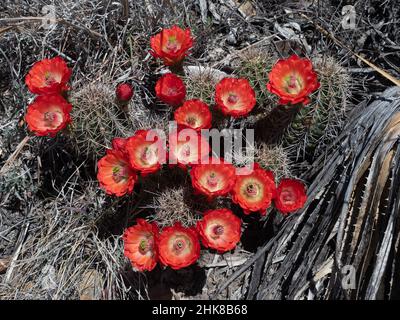 Claret Red Cup Kaktus in Blüte mit getrocknetem Gras. Fotografiert von oben im Big Bend National Park, Texas Stockfoto