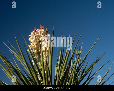 Nahaufnahme von stacheligen Blättern und cremefarbenen Blüten einer blühenden Faxon Yucca im Big Bend National Park, Texas Stockfoto
