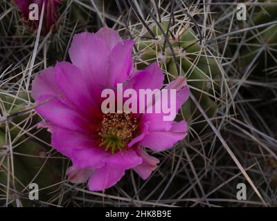 Grüner Erdbeer-Igel-Kaktus mit leuchtendem Rosa oder Fuchsia-Blüte. Fotografiert von oben im Big Bend National Park, Texas. Stockfoto