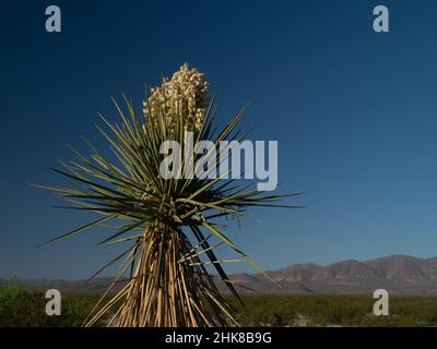 Große, blühende Faxon Yucca mit Bergkette im Hintergrund im Big Bend National Park, Texas Stockfoto