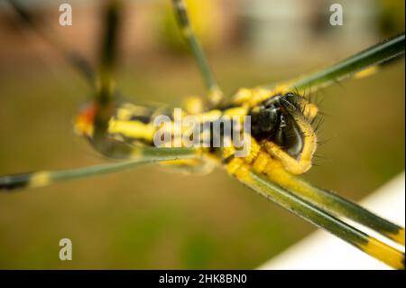 Die Augen und das Gesicht von Joro Spider werden mit einem extremen Makroobjektiv aus nächster Nähe aufgenommen Stockfoto