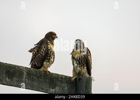 Ein Paar wunderschöner Red Tailed Hawks thront auf einem hölzernen Schild in Wyoming, USA Stockfoto