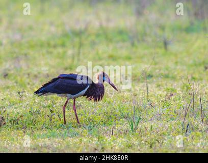 Abdims Storch auf Nahrungssuche in der Savanna Stockfoto