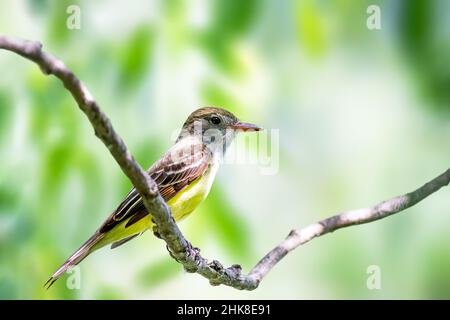 Great Crested Flycatcher wohnt meist in den Baumkronen und wird selten am Boden gefunden. Stockfoto