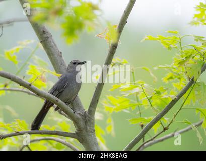 Grauer Catbird, der von seinem hohen Barsch in Nordamerika singt Stockfoto