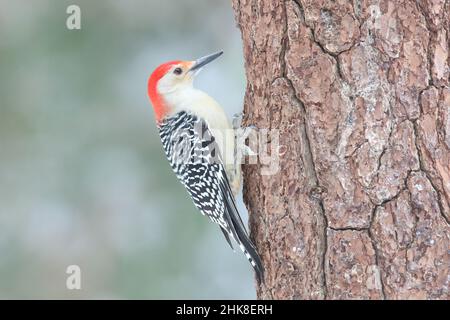 Der rote Bauchspecht Melanerpes carolinus barcht im Winter auf einem Baumstamm Stockfoto