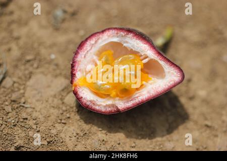Offene Passionsfrucht, die auf dem Boden liegt – bereit zum Entsaften oder Essen Stockfoto