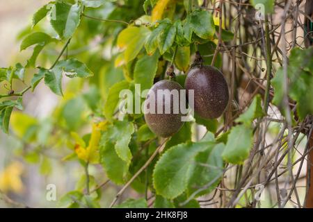 Zwei reife Passionsfrüchte zum Pflücken - Ein saftiger und köstlicher Leckerbissen Stockfoto