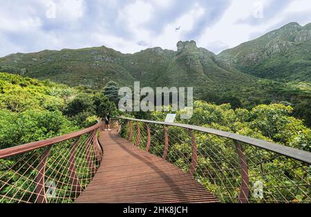 Der Centenary Tree Canopy Walkway im Kirstenbosch National Botanical Garden in Kapstadt. Auch als „Boomslang“ bekannt, eine Baumschlange. Stockfoto
