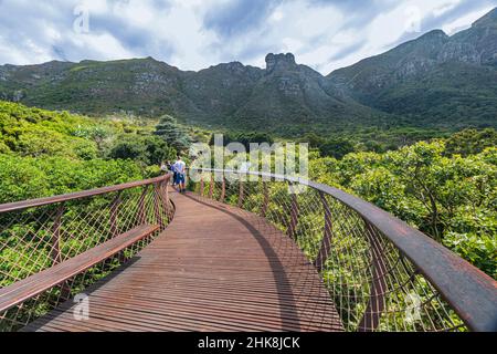 Der Centenary Tree Canopy Walkway im Kirstenbosch National Botanical Garden in Kapstadt. Auch als „Boomslang“ bekannt, eine Baumschlange. Stockfoto