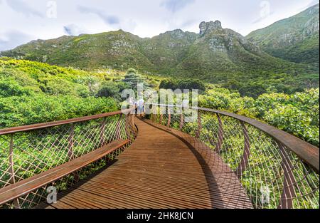 Der Centenary Tree Canopy Walkway im Kirstenbosch National Botanical Garden in Kapstadt. Auch als „Boomslang“ bekannt, eine Baumschlange. Stockfoto