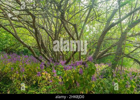 Einheimische blühende Vegetation und Pflanzen im Kirstenbosch National Botanical Garden in Kapstadt, Südafrika. Stockfoto