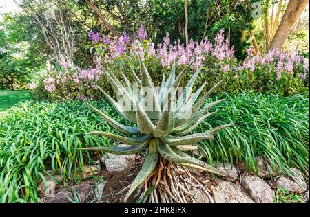 Einheimische blühende Vegetation und Pflanzen im Kirstenbosch National Botanical Garden in Kapstadt, Südafrika. Stockfoto