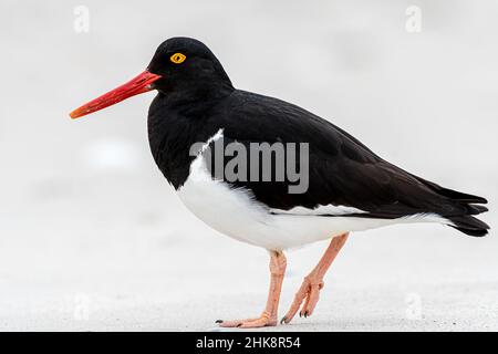 Magellanic Oystercatcher großer und klobiger Shorebird des südlichen Südamerikas und der Falkland Stockfoto