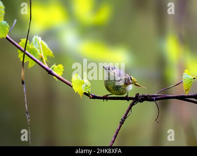 Ruby gekröntes Königchen thront auf einem Zweig in Michigan Stockfoto