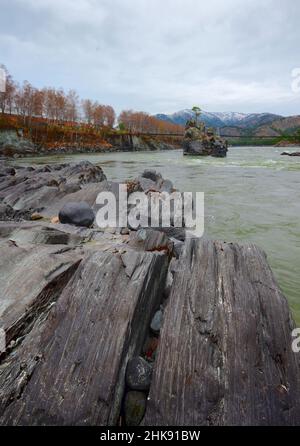 Wellige geschichtete schwarze Felsen am felsigen Ufer des Flusses. Ein Felsen mit einer Kiefer in der Mitte des Katun. Bäume, schneebedeckte Berge auf dem Horiz Stockfoto