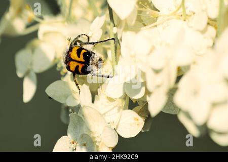 Kleiner Jewel Beetle auf den weißen sanften Blüten, die Frühlingspollen sammeln. Insekten und Tiere in freier Wildbahn Stockfoto
