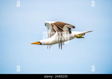 Nazca Booby Stockfoto