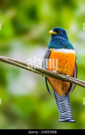 Orangefarbener Trogon Stockfoto