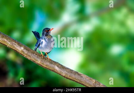 Roter Thrush Stockfoto