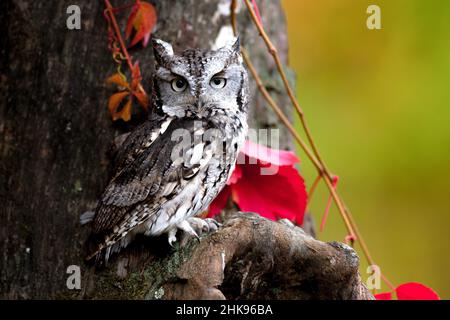 Ost-Kreischeule Stockfoto