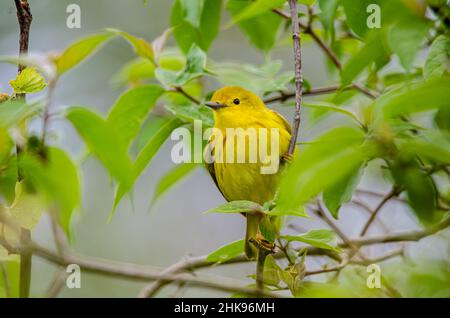 American Yellow Warbler thronte auf einer Zweigstelle in Magee Marsh Stockfoto