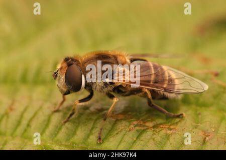 Nahaufnahme einer europäischen Drohnenfliege, Eristalis arbustorum, die auf einem grünen Blatt in Nordflandres, Belgien, sitzt Stockfoto