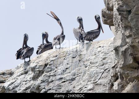 Braune Pelikane (Pelecanus occidentalis) in Santa Cruz, Kalifornien Stockfoto