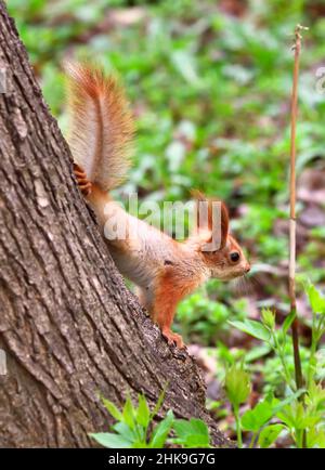 Eichhörnchen im Frühling in Sibirien. Ein junges Eichhörnchen kommt über den Stamm eines Baumes. Natur der Region Nowosibirsk, Russland Stockfoto