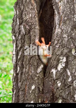 Eichhörnchen im Frühling in Sibirien. Ein junges Eichhörnchen schaut aus einem hohlen Baum. Natur der Region Nowosibirsk, Russland Stockfoto