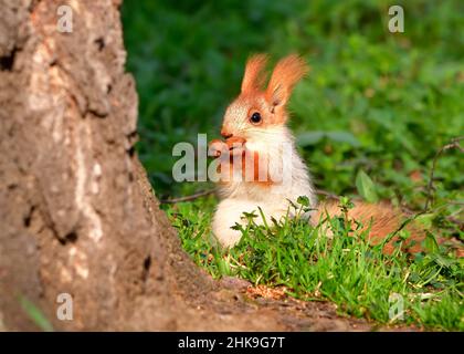 Eichhörnchen im Frühling in Sibirien. Ein junges Eichhörnchen frisst im grünen Gras. Natur der Region Nowosibirsk, Russland Stockfoto