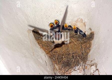 Die Schwalbe (Hirundo rustica) füttert ihre Jungen in einem Nest. Stockfoto