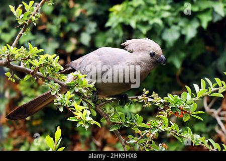 A Go Away Bird (Corythaixoides concolor) auf einem Zweig im Reservat Ondekaremba außerhalb von Windhoek, Namibia. Stockfoto
