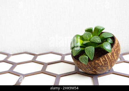 Miniatur-Zimmerpflanze Sukculent Haworthia Cooperi in Topf mit halber Kokosnuss auf weißem Hintergrund, Nahaufnahme, Kopierraum. Hobbys, Pflanzen anbauen, Gartenarbeit Stockfoto