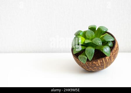 Miniatur mehrjährige Pflanze für Zuhause Dekor Sukulent Haworthia Cooperi auf weißem Hintergrund, Nahaufnahme, Kopierraum. Zimmerpflanze in einem Topf mit halber Kokosnuss Stockfoto