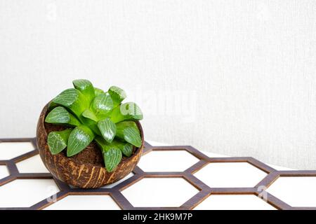 Haworthia Cooperi. Miniatur-Zimmerpflanze Sukulent in Topf mit halber Kokosnuss auf weißem Hintergrund, Nahaufnahme, Kopierraum. Hobbys, Pflanzen anbauen, Gartenarbeit Stockfoto