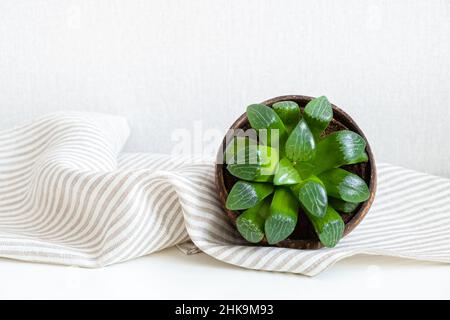 Miniatur mehrjährige Pflanze für Zuhause Dekor Haworthia Cooperi auf weißem Hintergrund, Nahaufnahme, Kopierraum. Zimmerpflanze Sukkulent im Topf mit halber Kokosnuss auf Stockfoto