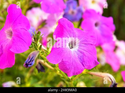 Petunia Blume. Heiße rosa Gartenblume aus nächster Nähe Stockfoto
