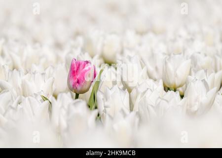 Eine einzelne rosa Tulpe wächst in einem Feld von weißen Tulpen in voller Blüte an einem sonnigen Tag im Frühling. Stockfoto