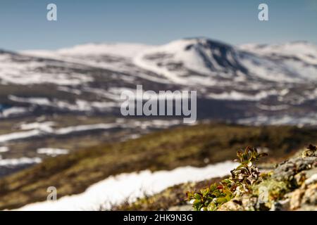 Frühlingslandschaft im Dovrefjell, Norwegen, mit Felsen, Hügeln, Bergen, Und Flecken von Schnee Stockfoto