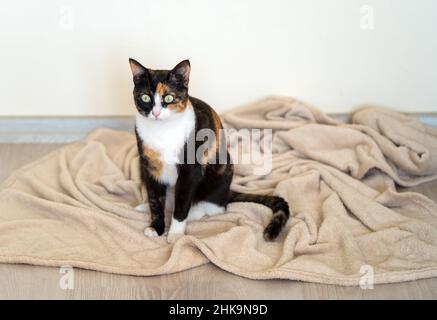 Nahaufnahme der verwöhnten Hauskatze auf einer unordentlichen Decke. Stockfoto