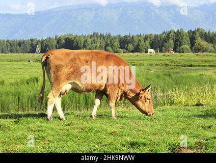 Ein Haustier grast auf einer sonnigen Wiese im Altai-Gebirge. Sibirien. Russland Stockfoto