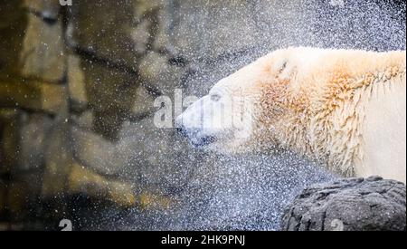 Hannover, Deutschland. 01st. Februar 2022. Im Zoo Hannover schüttelt ein Eisbär Wasser aus seinem Fell. Im Zoo Hannover können Sie Tiersponsor werden und eine Spende für die Tiere machen. (To dpa 'Zoos in the Pandemie: Spenden für Pinguine und Erdmännchen') Quelle: Julian Stratenschulte/dpa/Alamy Live News Stockfoto