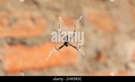 Die Spinne in der Mitte des Netzes. Vor dem Hintergrund des dunklen Hintergrunds Stockfoto