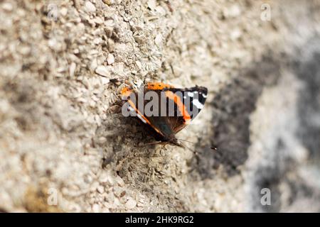 Großer, schöner Schmetterling, schwarzes Insekt mit weiß-orangen Flecken auf einer grauen Wand Stockfoto